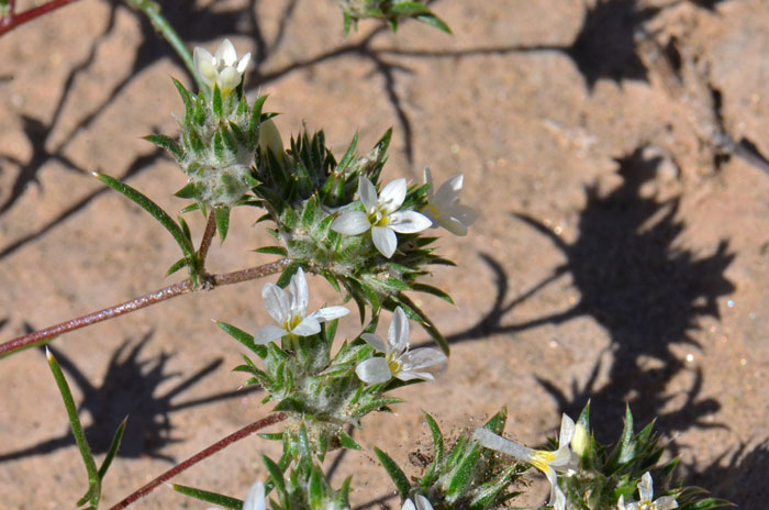 Eriastrum diffusum, Miniature Woollystar